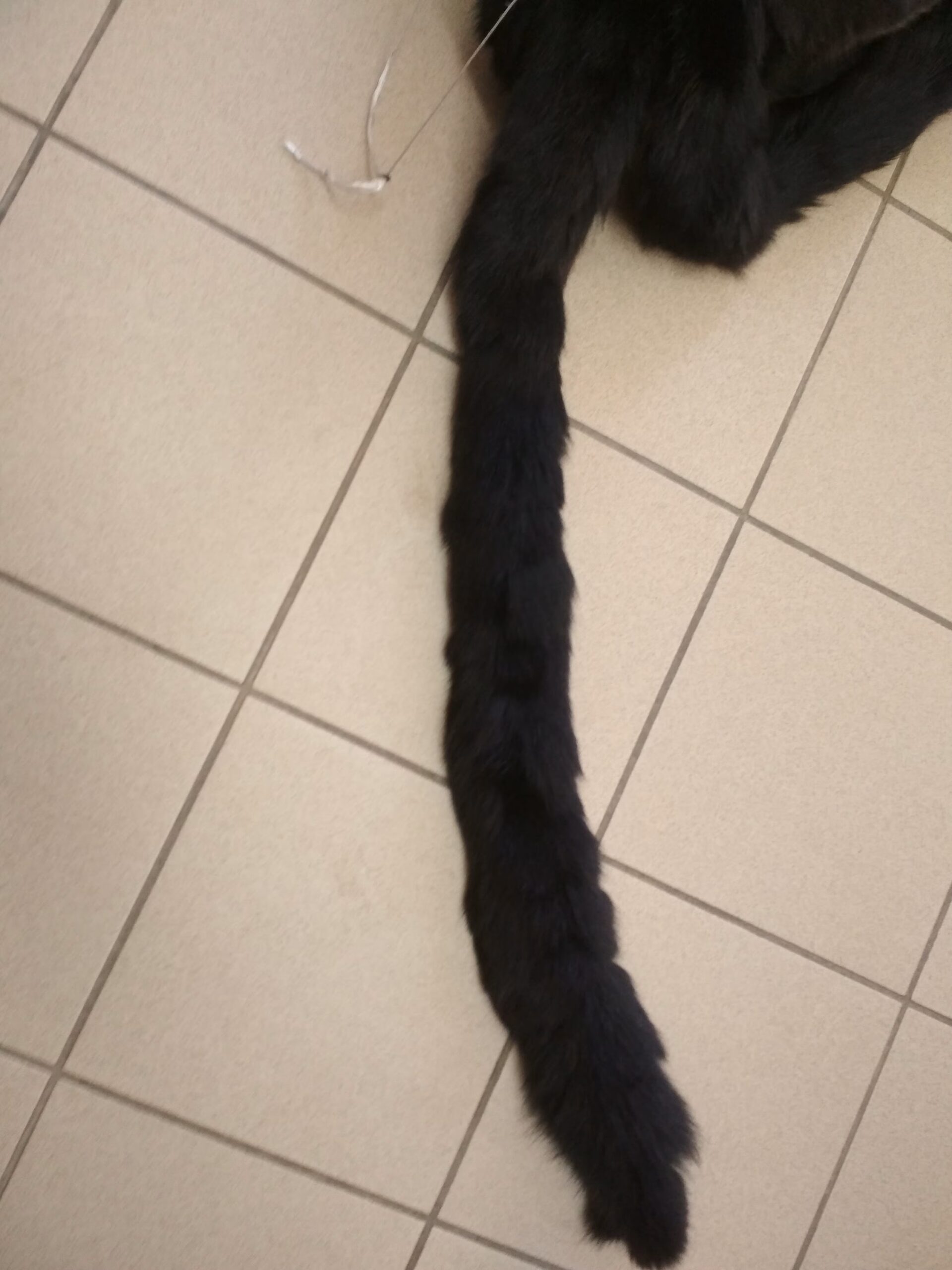 Fur black Fox fluffy stripes trims diy crafts/ use it collar, scarf, hood, - Image 3