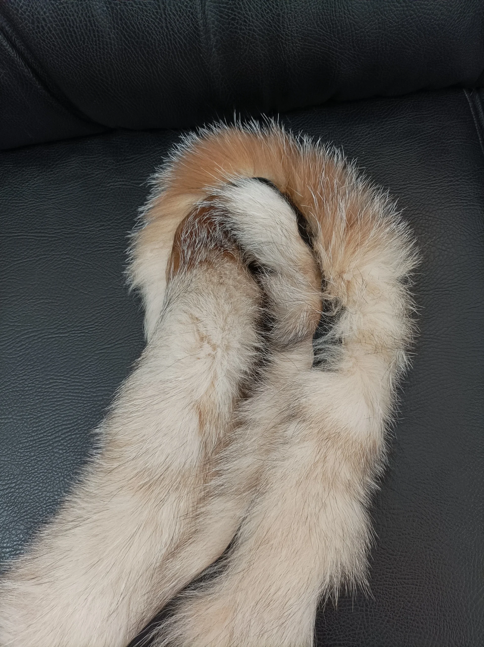 Fur hood trim, real fox hood trim, fur collar, crystal color, fox fur hood trim, fur scarf. - Image 6